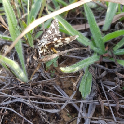 Apina callisto (Pasture Day Moth) at Hackett, ACT - 21 Apr 2019 by jpittock