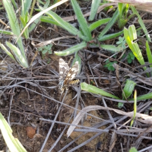 Apina callisto at Hackett, ACT - 22 Apr 2019 07:52 AM