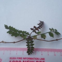 Pandorea pandorana (Wonga Wonga Vine) at Guerilla Bay, NSW - 24 Apr 2019 by lyndallh@bigpond.com