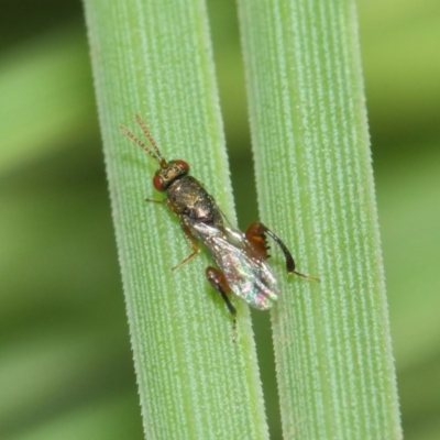 Podagrionini (tribe) (Unidentified mantis parasite wasp) at Acton, ACT - 23 Apr 2019 by TimL