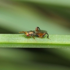 Podagrionini (tribe) at Acton, ACT - 23 Apr 2019