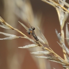 Podagrionini (tribe) at Hackett, ACT - 23 Apr 2019 11:40 AM