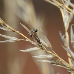 Podagrionini (tribe) at Hackett, ACT - 23 Apr 2019