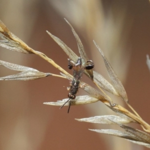 Podagrionini (tribe) at Hackett, ACT - 23 Apr 2019 11:40 AM