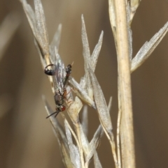 Podagrionini (tribe) at Hackett, ACT - 23 Apr 2019