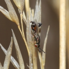 Podagrionini (tribe) at Hackett, ACT - 23 Apr 2019 11:40 AM