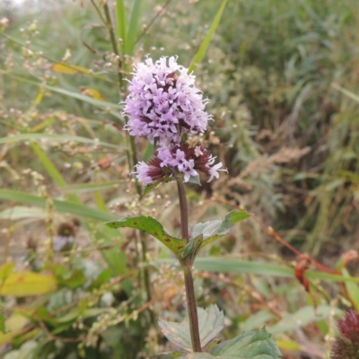 Mentha x piperita (Peppermint) at Tennent, ACT - 13 Apr 2019 by michaelb