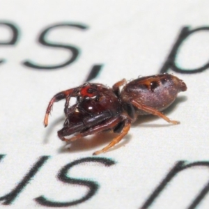 Opisthoncus parcedentatus at Acton, ACT - 23 Apr 2019 01:51 PM