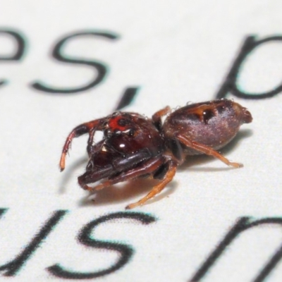 Opisthoncus parcedentatus (Jumping spider) at Acton, ACT - 23 Apr 2019 by TimL