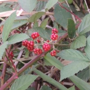 Rubus anglocandicans at Tennent, ACT - 13 Apr 2019 06:18 PM