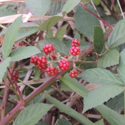 Rubus anglocandicans (Blackberry) at Tennent, ACT - 13 Apr 2019 by michaelb