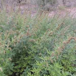 Artemisia verlotiorum at Tennent, ACT - 13 Apr 2019