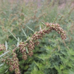 Artemisia verlotiorum at Tennent, ACT - 13 Apr 2019 06:24 PM