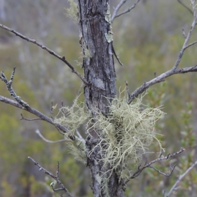 Usnea sp. (genus) (Bearded lichen) at Tennent, ACT - 13 Apr 2019 by MichaelBedingfield