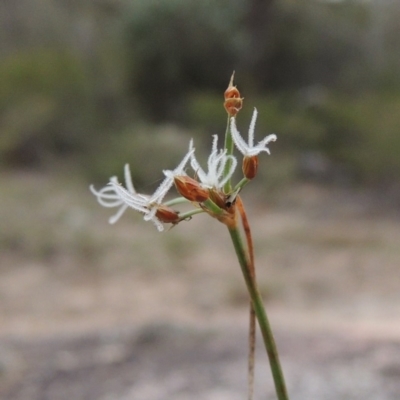 Fimbristylis dichotoma (A Sedge) at Tennent, ACT - 13 Apr 2019 by michaelb