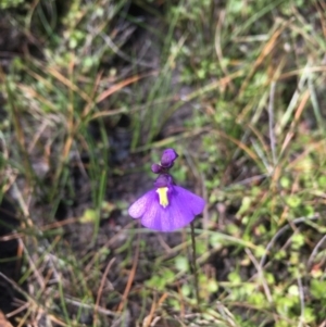 Utricularia dichotoma at Paddys River, ACT - 10 Mar 2019