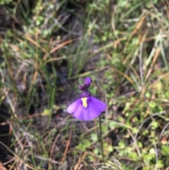 Utricularia dichotoma (Fairy Aprons, Purple Bladderwort) at Paddys River, ACT - 10 Mar 2019 by BronClarke