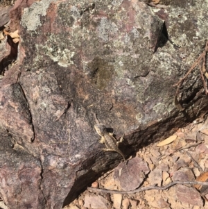 Pogona barbata at Hackett, ACT - 2 Apr 2019