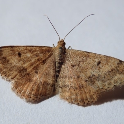 Scopula rubraria (Reddish Wave, Plantain Moth) at Spence, ACT - 25 Apr 2019 by Laserchemisty