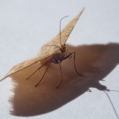 Scopula rubraria at Spence, ACT - 25 Apr 2019 10:39 AM