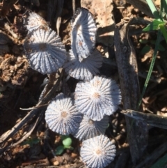 Parasola sp. (genus) (An Inkcap) at Griffith Woodland - 25 Apr 2019 by AlexKirk
