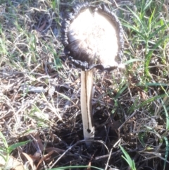 Coprinus comatus (Shaggy Ink Cap) at Bruce, ACT - 24 Apr 2019 by purple66