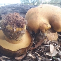 Phlebopus marginatus (Giant Bolete) at Dunlop, ACT - 24 Apr 2019 by purple66