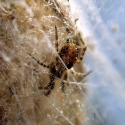 Phryganoporus candidus (Foliage-webbing social spider) at Hackett, ACT - 25 Apr 2019 by Angus44