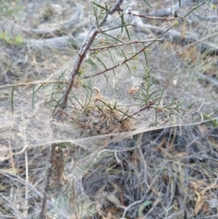 Phryganoporus candidus at Hackett, ACT - 25 Apr 2019