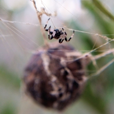 Celaenia excavata (Bird-dropping spider) at Hackett, ACT - 25 Apr 2019 by Angus44