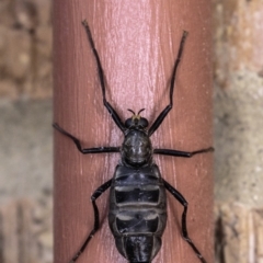 Boreoides subulatus (Wingless Soldier Fly) at Hughes, ACT - 22 Apr 2019 by BIrdsinCanberra