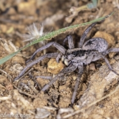Tasmanicosa sp. (genus) (Unidentified Tasmanicosa wolf spider) at Deakin, ACT - 20 Apr 2019 by BIrdsinCanberra