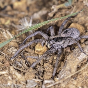 Tasmanicosa sp. (genus) at Deakin, ACT - 20 Apr 2019