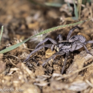 Tasmanicosa sp. (genus) at Deakin, ACT - 20 Apr 2019 08:20 PM