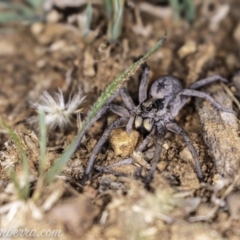 Tasmanicosa sp. (genus) at Deakin, ACT - 20 Apr 2019