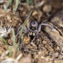 Tasmanicosa sp. (genus) at Deakin, ACT - 20 Apr 2019