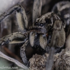 Tasmanicosa sp. (genus) (Unidentified Tasmanicosa wolf spider) at Deakin, ACT - 20 Apr 2019 by BIrdsinCanberra