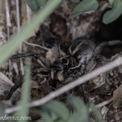 Tasmanicosa sp. (genus) at Deakin, ACT - 20 Apr 2019