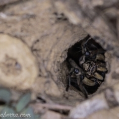 Lycosidae (family) (Unidentified wolf spider) at Deakin, ACT - 20 Apr 2019 by BIrdsinCanberra