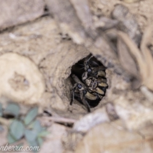 Lycosidae (family) at Deakin, ACT - 20 Apr 2019