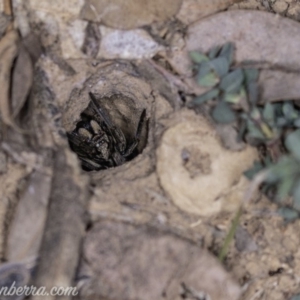 Lycosidae (family) at Deakin, ACT - 20 Apr 2019