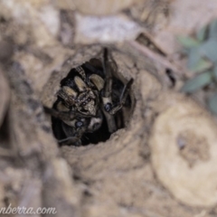 Lycosidae (family) at Deakin, ACT - 20 Apr 2019