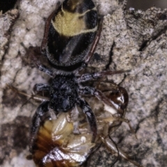 Apricia jovialis (Jovial jumping spider) at Deakin, ACT - 20 Apr 2019 by BIrdsinCanberra