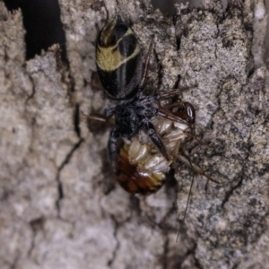 Apricia jovialis at Deakin, ACT - 20 Apr 2019