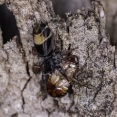 Apricia jovialis at Deakin, ACT - 20 Apr 2019