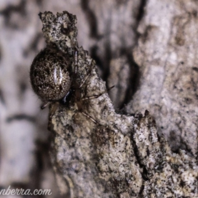 Phycosoma oecobioides (Comb-footed spider) at Deakin, ACT - 20 Apr 2019 by JonSteinbeck