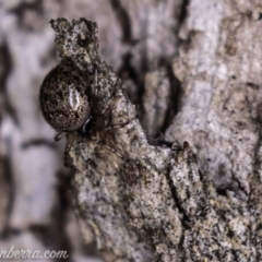 Phycosoma oecobioides at Deakin, ACT - 20 Apr 2019