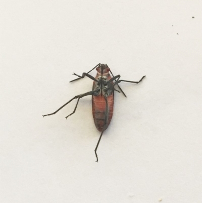 Leptocoris mitellatus (Leptocoris bug) at Hughes, ACT - 25 Apr 2019 by ruthkerruish