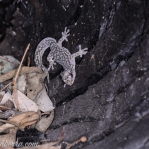 Christinus marmoratus at Red Hill, ACT - 20 Apr 2019