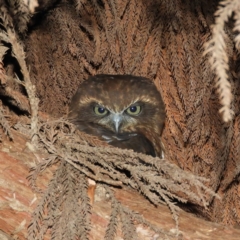 Ninox boobook (Southern Boobook) at Kambah, ACT - 25 Apr 2019 by MatthewFrawley